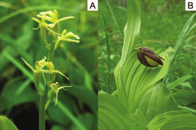 B. Prajs i W. Antkowiak Ryc. 2. Lipiennik Loesela (A) na torfowisku w użytku ekologicznym Dolina Mnichów (30.VI 2006 r., fot. W. Antkowiak) i obuwik pospolity (B) na północnym brzegu Jez.