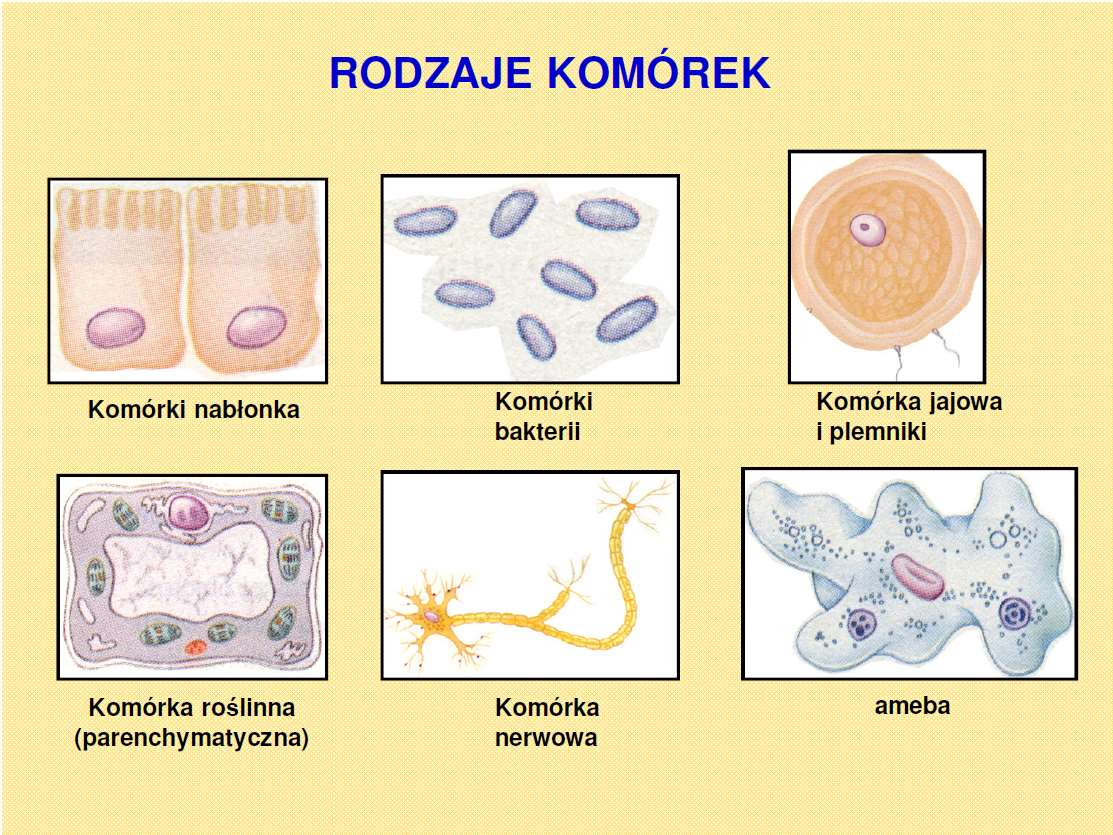 Morfologia funkcjonalna roślin Biologia: