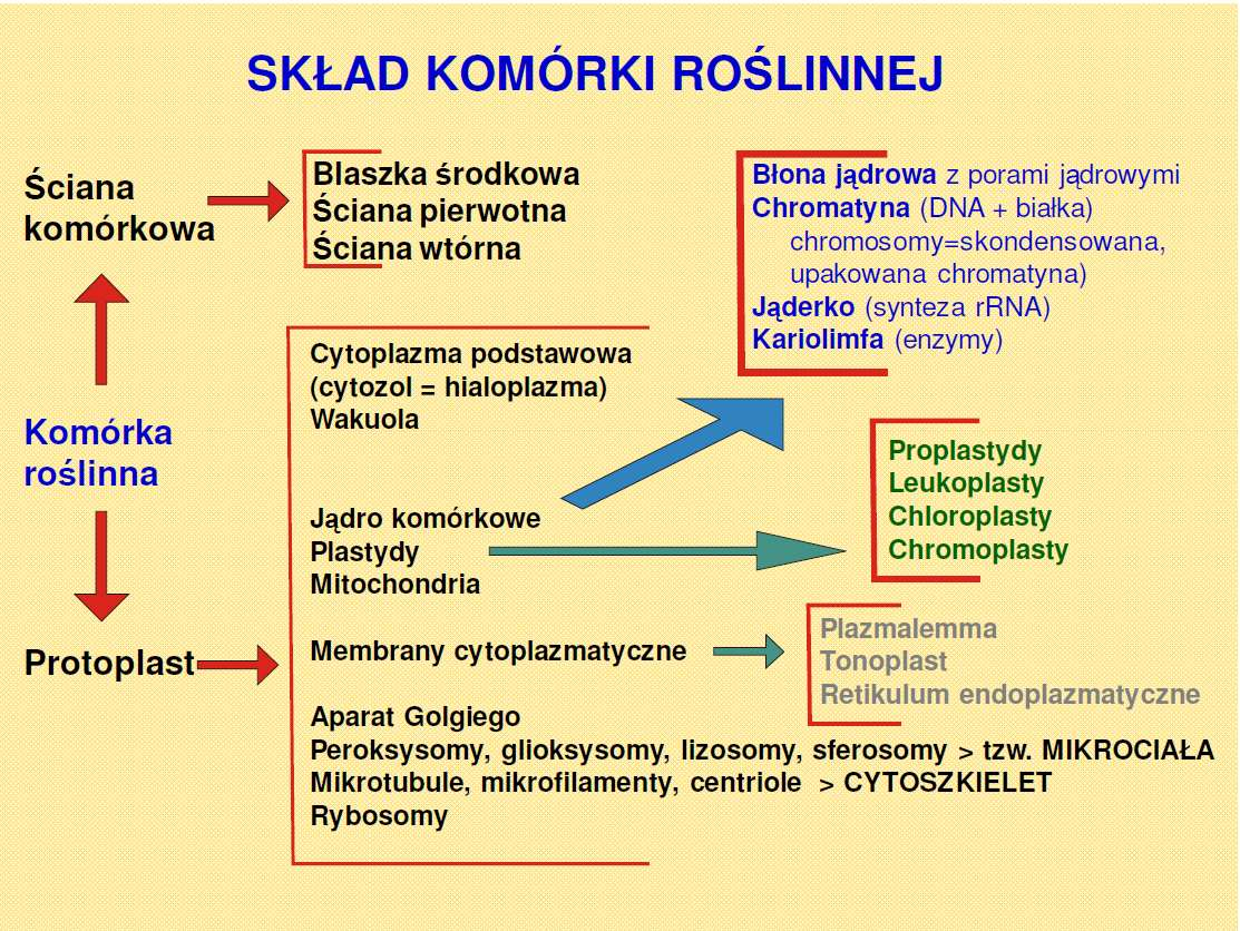 Morfologia funkcjonalna roślin Biologia: