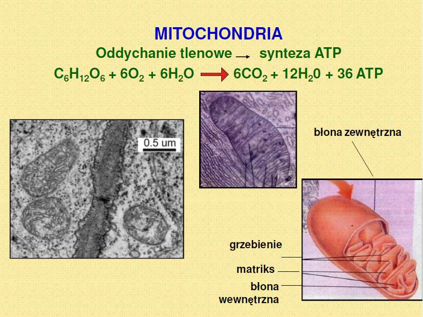 Morfologia funkcjonalna roślin Biologia: