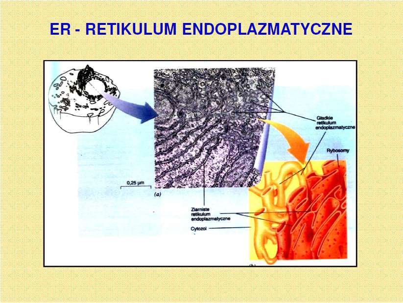 Morfologia funkcjonalna roślin Biologia: