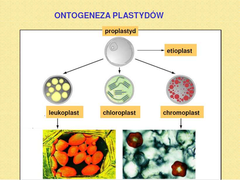 Morfologia funkcjonalna roślin Biologia: