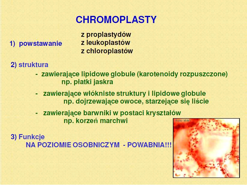 Morfologia funkcjonalna roślin Biologia: