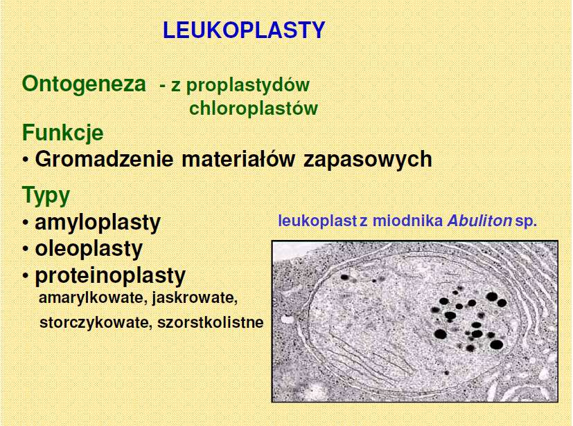 Morfologia funkcjonalna roślin Biologia: