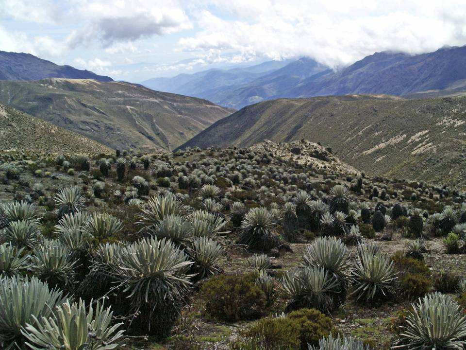 Paramo Andy,
