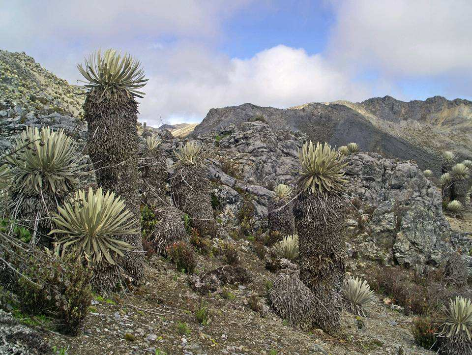 Paramo Andy,