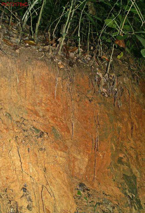 klimat gorący opad>>et Proces lateryzacji (ferralizacji) Venezuela; Choroni H + H + H + H + H + H + H + H+