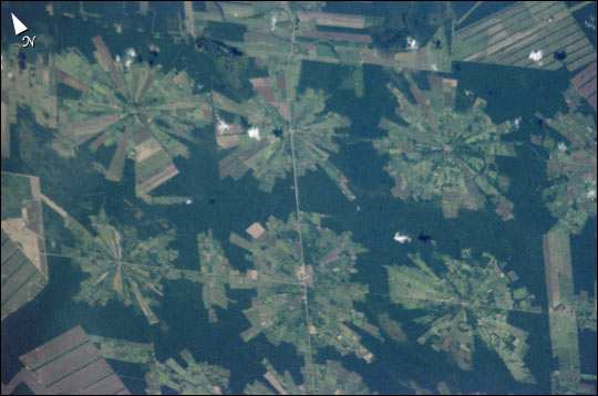 Las deszczowy - Amazonia: