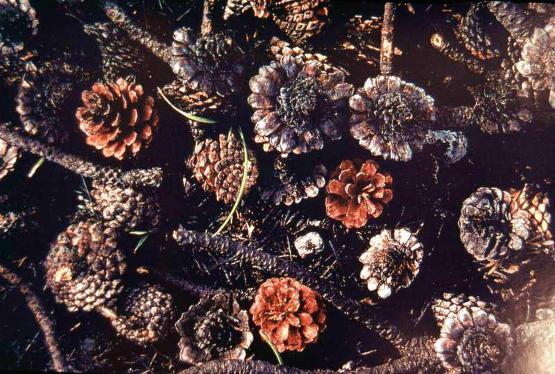 Pirofity Pinus