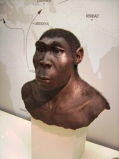 Homo } Ok. 2,6 mln. lat temu } Narzędzia kultury Olduvai (2,5 mln. lat) Homo habilis } Homo erectus, H.