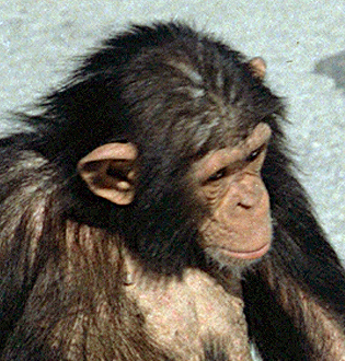 Genom szympansa i