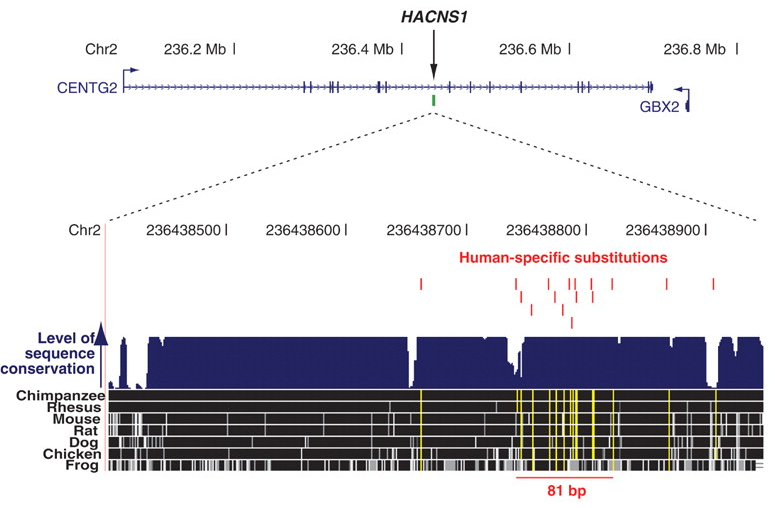 Dobór naturalny dzia ający na regulację ekspresji } Enhancer HACNS1 (Human Accelerated Conserved Noncoding Sequence 1) } } Sekwencja 546bp konserwowana u kręgowców