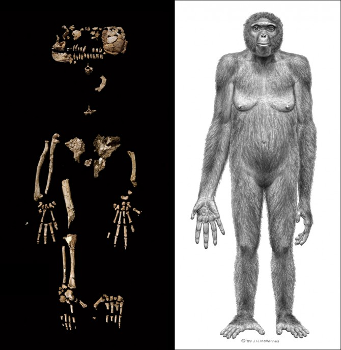 Ardipithecus