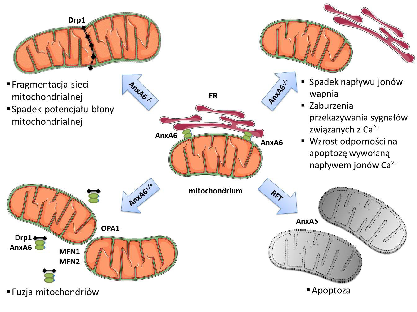 Rycina 2. Udział wybranych białek z rodziny aneksyn w regulacji dynamiki sieci mitochondrialnej.