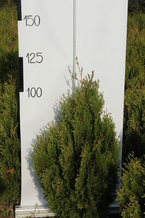 Thuja occidentalis 'Stolwijk' Thuja occidentalis 'Waxen' 150-175 5907799055646 40-50 276 150-175 74 Karłowa forma, początkowo o pokroju półkulistym, z wiekiem ulegająca wypiętrzeniu.