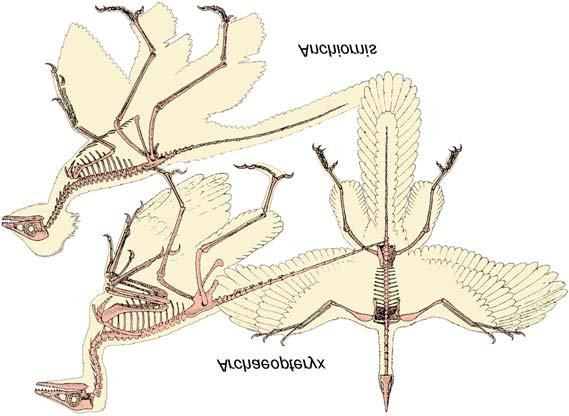 Tomasz Sulej & Grzegorz Niedźwiedzki Rekonstrukcje szkieletu i upierzenia póÿnojurajskich ptaków: Anchiornis z formacji Tiaojishan (oksford) z pólnocnych Chin i Archaeopteryx z Solnhofen (tyton);