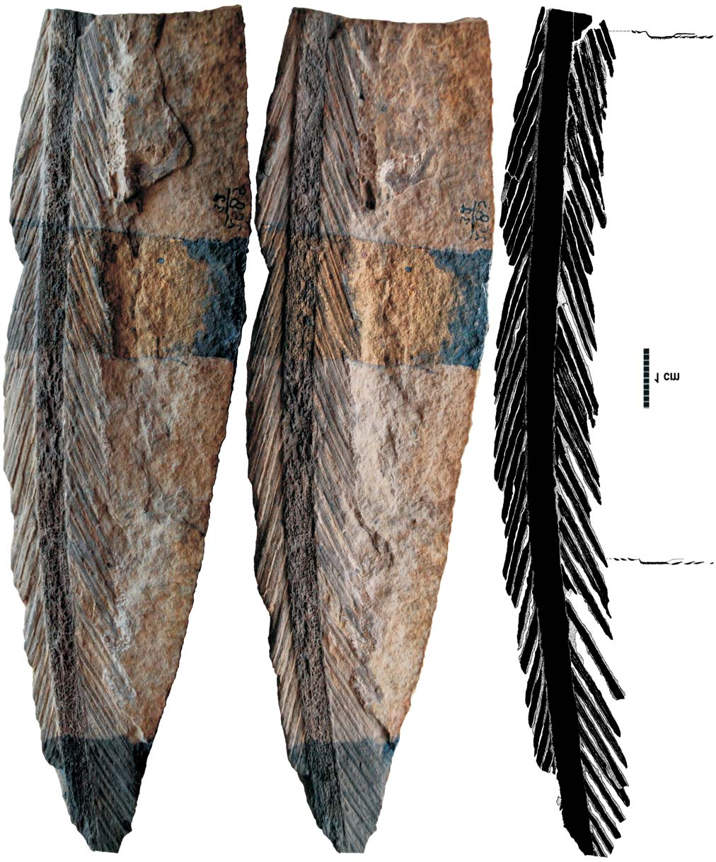 waj¹ce koñczyny tylne. Nastêpnym w szeregu ewolucyjnym ptakiem po Anchiornis jest s³ynny praptak Archaeopteryx z Solnhofen w Bawarii.