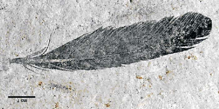 Zdjêcie nowego okazu pra-pióra z formacji Karabastau we wsi Aulie, Wielkie Karatau, Kazachstan (negatyw i pozytyw na rozszczepionej powierzchni ³upku Holotyp Archaeopteryx siemensi Meyer, 1861 z