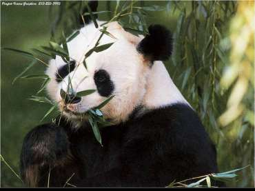 Wielka i mała panda Panda wielka odżywia się głównie pędami bambusa.