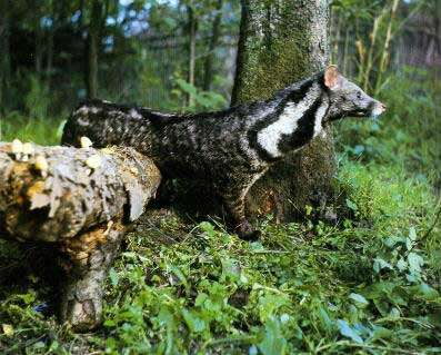 Łaskun chiński Rodzina łaszowate Fossa (Madagaskar) poluje na lemury