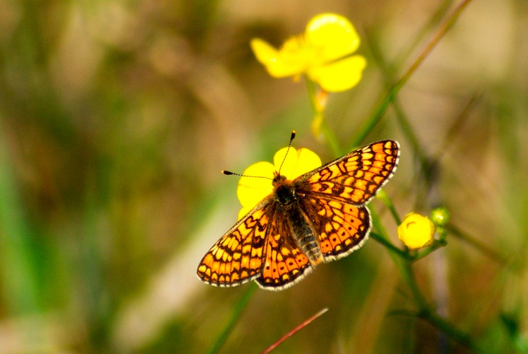 Przegląd Przyrodniczy XXVII, 2 (2016) Fot. 7. Przeplatka aurinia Euphydryas aurinia, Golina (CC09), 20. 05. 2009 (fot. S. Mielczarek). Photo 7. Marsh Fritillary Euphydryas aurinia, Golina (CC09), 20.