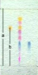 Wizualizacja chromatogramów Po rozwinięciu chromatogram suszy się. W przypadku, gdy składniki analizowanej mieszaniny są barwne otrzymuje się chromatogram w postaci barwnych plamek.