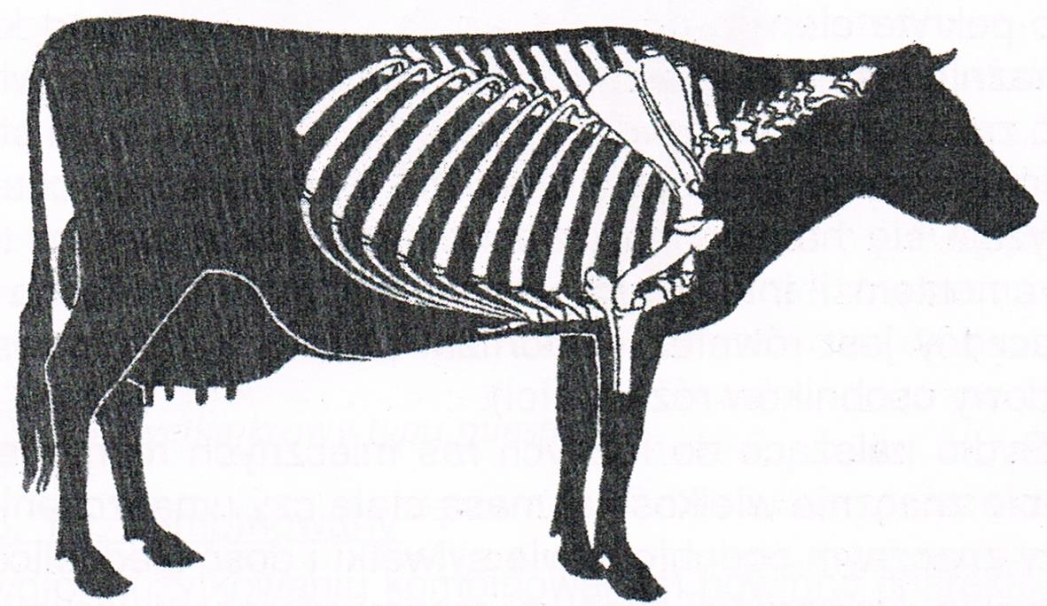 Typy użytkowe bydła i rasy bydła Typ mleczny Krowę typu mlecznego wyróżnia charakterystyczny kształt ciała zbliżony do trójkąta, którego podstawę stanowi zad, z pojemnym, dobrze wykształconym