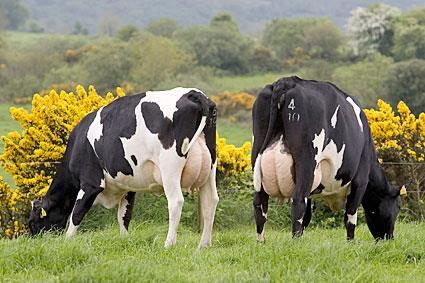 Główne rasy bydła Główne rasy bydła mlecznego Rasa holsztyńska (holsztyńsko-fryzyjska (HF)) wywodzi się od czarno-białego bydła fryzyjskiego sprowadzanego głównie z Holandii do Ameryki od początku