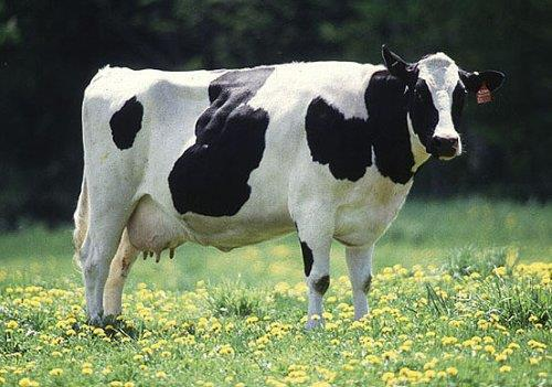 Główne rasy bydła o użytkowaniu kombinowanym Rasa czarno-biała (cb). Bydło czarno-białe wywodzi się z wybrzeży Morza Północnego, należących do Holandii, Danii i Niemiec.