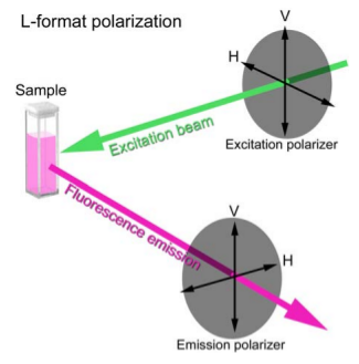 Podstawą pomiaru anizotropii fluorescencji jest fakt, że wzbudzone cząsteczki również emitują światło spolaryzowane.