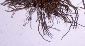 Fuzaryjna zgorzel papryki wywołana przez Fusarium solani Z chorych korzeni papryki najczęściej izolowano następujące grzyby: Colletotrichum