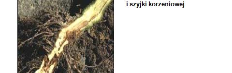 Zgnilizna twardzikowa (Fusarium