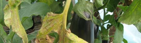 Roślina papryki porażona przez Verticillium