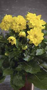 Dahlia Dalina Midi Dahlia Odmiany o średnim wigorze, dobrze rozkrzewione, o dużych kwiatach w szerokiej palecie kolorów.