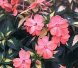 Impatiens SunPatiens Vigorous White Imp SunPatiens VigorousRed SunPatiens Vigorous Coral Variegated Leaf SunPatiens Vigorous Orange SunPatiens Vigorous Lavender Sunpatiens Impatiens Niecierpek, który