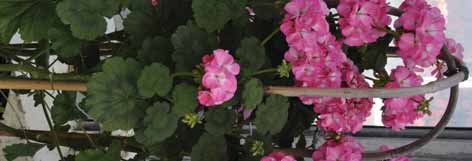 Pelargonium Antik Pelargonium zonale Unikalne pelargonie o silnym wzroście głównego pędu, które nadają się szczególnie dobrze do