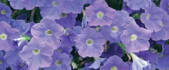 Petunia Cascadias Petunia (P. hybrida) Silnie rosnące odmiany o dużych kwiatach, bardzo efektowne w wiszących donicach.