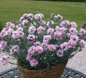 Dianthus Early Birds Goździk (Dianthus) Nowa grupa odmian o pachnących kwiatach, charakteryzująca się bardzo wczesnym kwitnieniem i zwartym pokrojem.