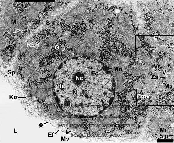 świnia Klasyczny zrazik wątrobowy człowiek przestrzenie wrotne przestrzenie wrotne komórki wątrobowe (hepatocyty) ułożone w blaszki zatoki wątrobowe (naczynia włosowate) W wątrobie niektórych