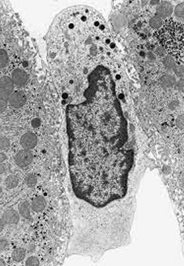 Bieguny hepatocytu: siateczka szorstka zatoka (naczynie) biegun naczyniowy wchłanianie i wydzielanie siateczka gładka aparat Golgiego mitochondria lizosomy peroksysomy ziarna glikogenu drobne krople