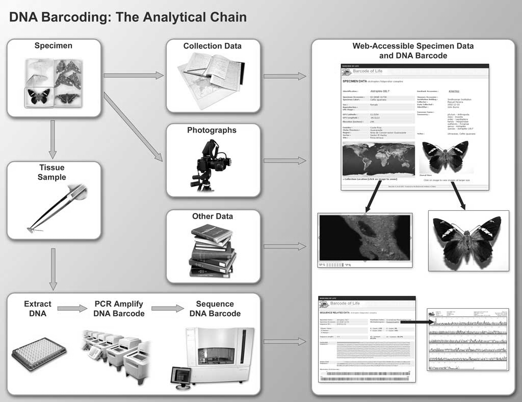 mitochondrialna Ewa DNA barcoding Projekt