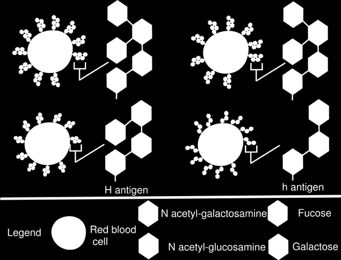 Grupa krwi Bombay Rzadki recesywny allel h genu innego niż I Homozygoty hh nie wytwarzają antygenu H, który jest prekursorem antygenów A i B Homozygoty hh w testach