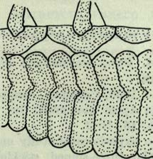 5 Nowe przypadki zmienności G. aculeatus L. 407 nych.