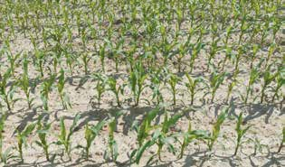 UPRAWA 1 / 2017 r. 12 Program odchwaszczania kukurydzy Szeroko opracowany program odchwaszczania kukurydzy jest dostosowany do różnego typu jej zachwaszczenia.