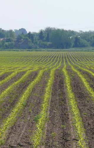 14 UPRAWA Columbus chwastom nie odpuści Nowoczesny i skuteczny herbicyd do stosowania w kukurydzy * Kukurydza jest rośliną o szczególnej wrażliwości na zachwaszczenie.