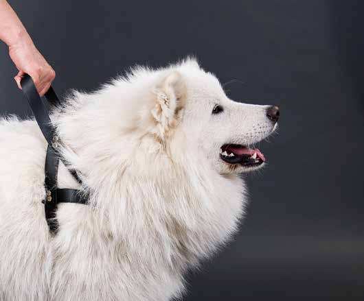 SZELKI DO TROPIENIA I CIĄGNIĘCIA EN Trailing and pulling harness DE Geschirr zum Aufspüren und Ziehen RU Шлейки для выслеживания и потягивания IT Pettorina da seguita e traino SZELKI FIŃSKIE EN