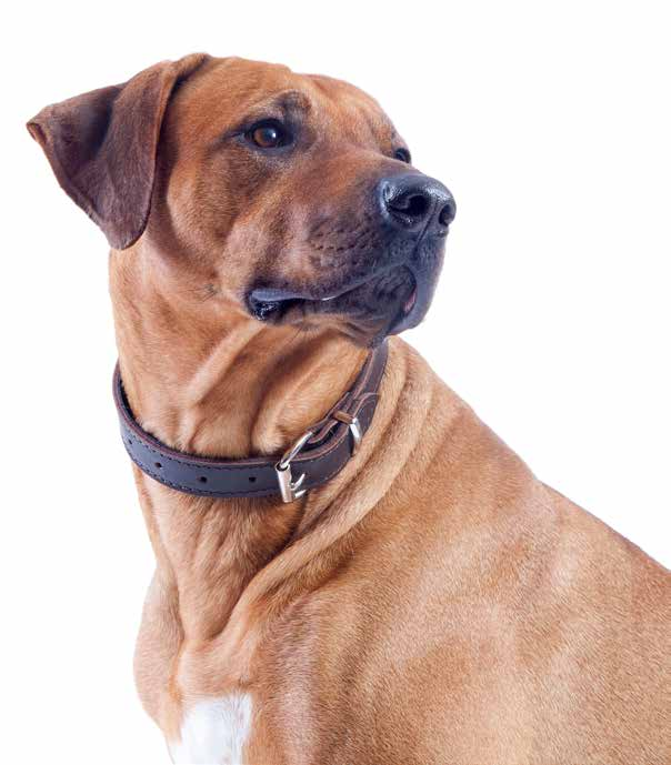 OBROŻA PODSZYTA MIĘKKĄ SKÓRĄ SOFT EN Soft leather-lined collar DE Halsband, gefüttert mit weichem Leder RU Ошейник, подшитыймягкой кожей IT Collare liscio in pelle morbida 11100 11235 11215 1,6 x 35