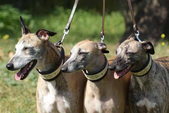 OBROŻA OZDOBNA CHART SOFT EN Greyhound collar, decorative DE Schmuckhalsband Chart, zugezogen RU Ошейник для борзых, декоративный IT Collare greyhound decorato OBROŻA Z UCHWYTEM SOFT EN Collar with