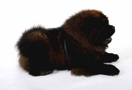 RĄCZKA DO OBROŻY ZAPLATANA SOFT EN Collar handle, plaited DE Halsbandgriff, geflochten RU Ручка для ошейника плетеная IT Maniglia corta intrecciata OBROŻA OKRĄGŁA ZAPINANA SOFT EN Round leather