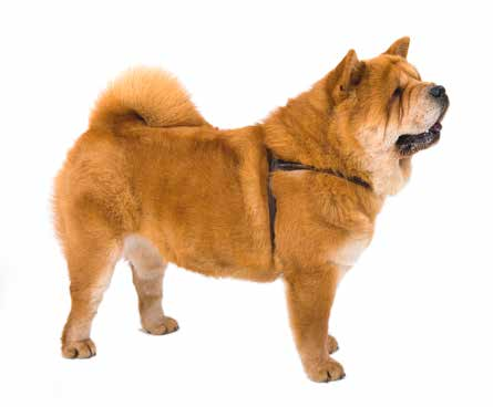 SZELKI CHOW-CHOW SOFT EN Chow-Chow harness DE Geschirr für den Chow-Chow RU Шлейка следовая чау-чау IT Pettorina tubolare SMYCZ POJEDYNCZA SOFT EN Single leash DE Hundeleine, einzeln RU Поводок